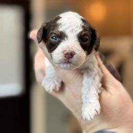 Jetson - Brown and white male Cockapoo puppy in Pledger, Texas from Sugarbear Cockapoos