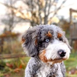 Birdie - Bernedoodle