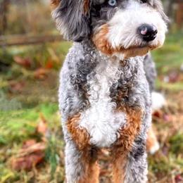 Birdie - Bernedoodle