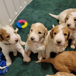 Goldendoodle Puppies from Tripple C Doodles