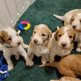 Goldendoodle Puppies from Tripple C Doodles