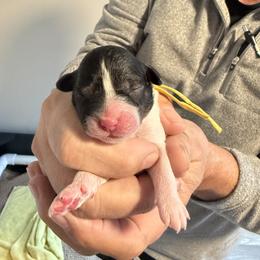 Miss  yellow - Black and white female Cavapoo puppy in Nampa,, Idaho from Clig Doodle Days