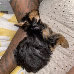 Yorkshire Terrier Puppies from Yorkie CuteNess!
