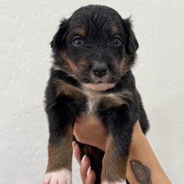 Pink - Black tri-color female Australian Shepherd puppy in Gilbert, Arizona from Saltair Australian Shepherds
