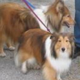 Shetland Sheepdogs from Dixie's Shelties