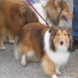 Shetland Sheepdogs from Dixie's Shelties