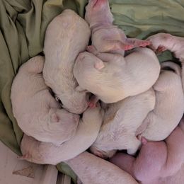 Frankie - White and brindle male Bull Terrier puppy in Withee, Wisconsin from Luxury Bulls