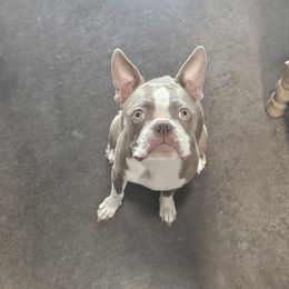 Bells - Boston Terrier