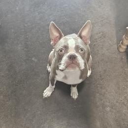 Bells - Boston Terrier