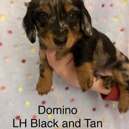 Dachshund Puppies from Brittany Thompson