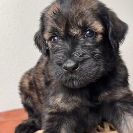 Girl 3 - Teal Collar - Pepper and salt female Giant Schnauzer puppy in St George, Utah from Schnauzer Ranch