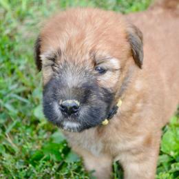 Walnut - Wheaten male Soft Coated Wheaten Terrier puppy in Kirksville, Missouri from Ironwood Ridge Kennels