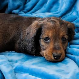 Leo - Red male Dachshund puppy in Danbury, New Hampshire from Maplewood Mountain Farm