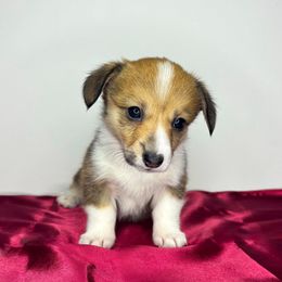 Bubbles - Sable Pembroke Welsh Corgi puppy in Ritzville, Washington from Sapphire Iris Corgis