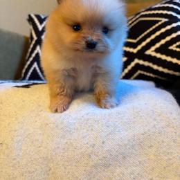 Dallas - Orange female Pomeranian puppy in San Antonio, Texas from San Antonio Pomeranian
