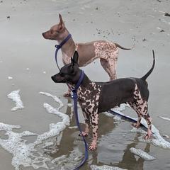 American Hairless Terrier All Grown Up from Distinct American Hairless Terriers
