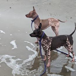 American Hairless Terrier All Grown Up from Distinct American Hairless Terriers