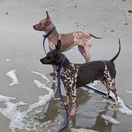 American Hairless Terrier All Grown Up from Distinct American Hairless Terriers