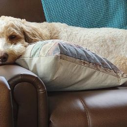 Goldendoodles from The Doodle Gang