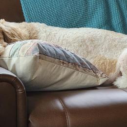 Goldendoodles from The Doodle Gang
