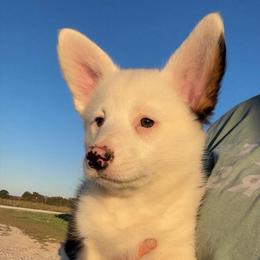 Corndog - Black and tan male Pembroke Welsh Corgi puppy in Bloomfield, Iowa from Beebe’s Corgis & Doxies