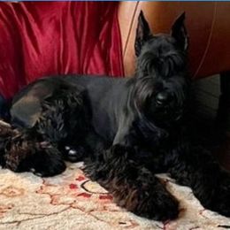 Giant Schnauzer Puppies from W2G Giant Schnauzers