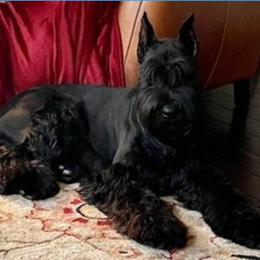 Giant Schnauzer Puppies from W2G Giant Schnauzers