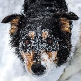Juno - Australian Shepherd