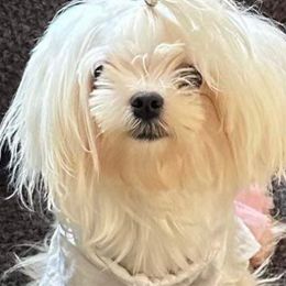 Rose - Maltese