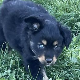 Companion Crosses, Miniature Australian Shepherds, and Toy Australian Shepherds from Brickell Farms