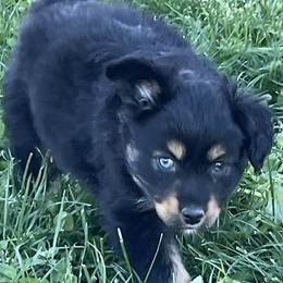 Companion Crosses, Miniature Australian Shepherds, and Toy Australian Shepherds from Brickell Farms