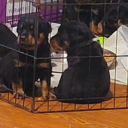 Rottweiler Puppies from Von Haus of Pearl
