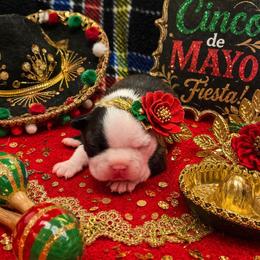 Black and White Girl - Black and white female Boston Terrier puppy in San Antonio, Texas from JT Bostons