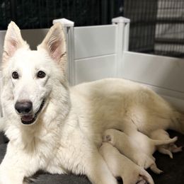 Male 1 - White male Berger Blanc Suisse puppy in Brooksville, Florida from Vom Hundhaus Shepherds