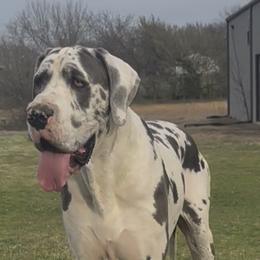 Ginny - Harlequin female Great Dane puppy in Howe, Texas from Bright Danes of Texas