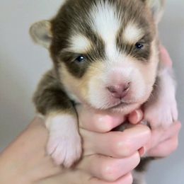 Chestnut - Lavender male Pomsky puppy in Menahga, Minnesota from Mini Pomsky Puppies
