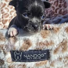 Carmel Amberlee - Black and white male Chihuahua puppy in Amity, Pennsylvania from Baxters Chihuahuas