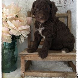 Aussiedoodle and Australian Shepherd Puppies from Dunroamin Farms Australian Shepherds and Aussiedoodles