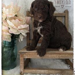 Aussiedoodle and Australian Shepherd Puppies from Dunroamin Farms Australian Shepherds and Aussiedoodles