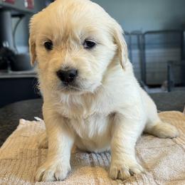 Girl 3 - Light golden female Golden Retriever puppy in Graham, Washington from Purebred Golden Paws
