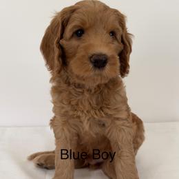 Boy 5 - Dark golden female Australian Cobberdog puppy in Grand Rapids, Michigan from Joreese Australian Cobberdogs