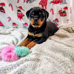 Red girl - Black and mahogany female Rottweiler puppy in Brookfield Township, Ohio from Patty Cunningham