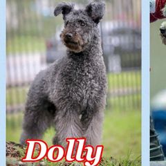 Dolly - Pumi