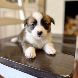 Scooter - Red male Pembroke Welsh Corgi puppy in Payson, Utah from Spring Creek Aussies + Corgis