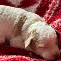 Reta Girl 2 - Parti female Goldendoodle puppy in Ankeny, Iowa from Iowadoodles2love