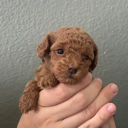 Puppy 2 - Red male Assorted Doodle Crosses puppy in San Jacinto, California from Goldens and Doodles