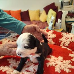 Butch - Black and white male Tibetan Terrier puppy in Medford, New Jersey from Arkeden Tibetan Terriers
