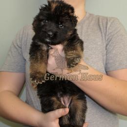 Girl 4 - Black and red female German Shepherd puppy in Mount Vernon, Missouri from German Haus German Shepherds LLC