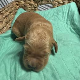 Delilah - Golden female Golden Retriever puppy in Sandy, Oregon from Treasured K-9s