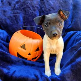 Dream - Black and white female Rat Terrier puppy in Booneville, Mississippi from Emerald Rat Terriers